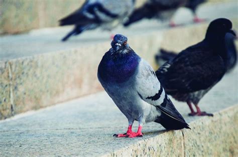 Why do pigeons reign in New York City? [in 5 steps] | Crain's New York ...