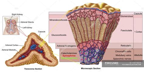 Anatomy of adrenal gland with labels — medicine, chromaffin cells ...