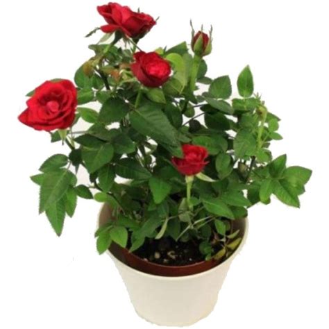 Indoor Flowering Plants Buy online Plants UAE growgreen.ae