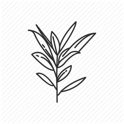 Thyme Drawing at GetDrawings | Free download