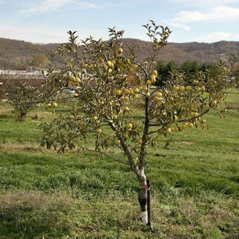 Dwarf Apple Trees For Sale - Dwarf Apple Trees from Stark Bro's