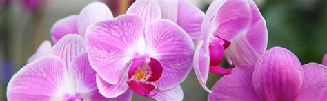 Orchid Diseases Overview | Orchid Plant Care