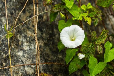 Sapria Himalayana flowers in jungle — Stock Photo © smithore #299355462