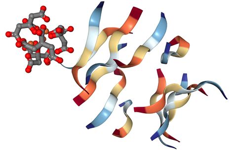 PRNP/Prion Protein Protein Overview | Sino Biological