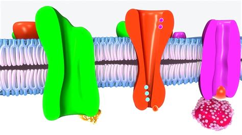 What Is Active Transport In Biology - slideshare