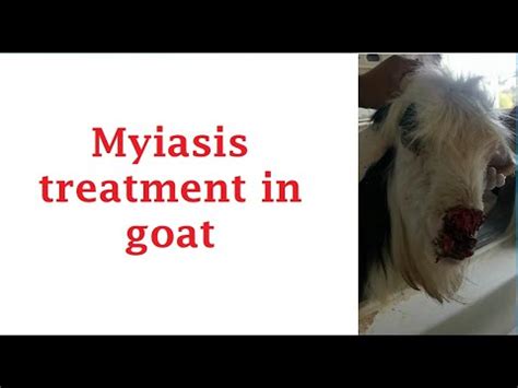 Myiasis treatment in goat علاج تدويد الجرح فى الماعز - YouTube