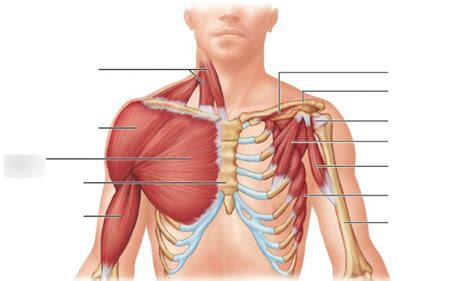 Muscles of the Thorax and Shoulder (Superficial & Deep Anterior View ...