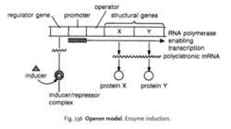 Operon model | definition of operon model by Medical dictionary