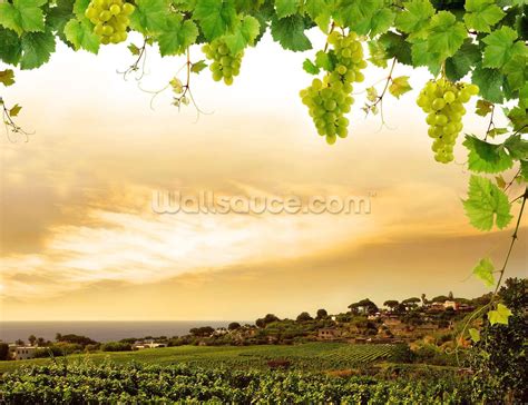 Grape Vineyard Wallpapers - Wallpaper Cave