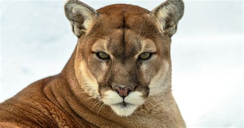 Cougar Wallpapers HD Free Download