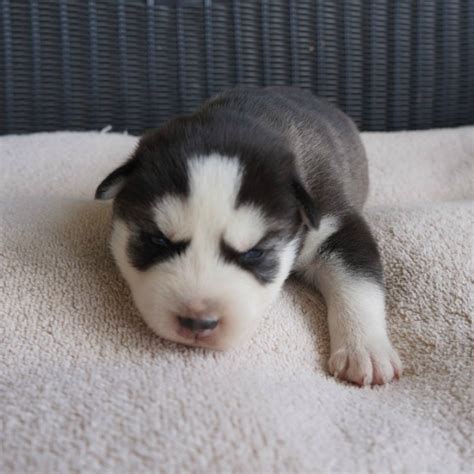 This Husky Puppy Trying To Howl For The First Time Is Absolutely Adorable! [Video] | Kids ...