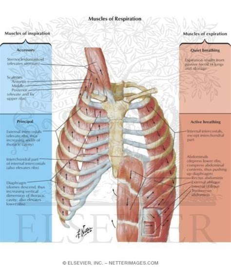 Muscles of Inspiration - Muscles of Expiration Muscles of Respiration ...