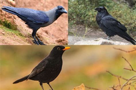 Blackbird vs Crow vs Raven: Five Main Differences Explained (2023 Updated)