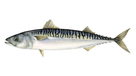 What is mackerel| Sustainable fish | Marine Stewardship Council