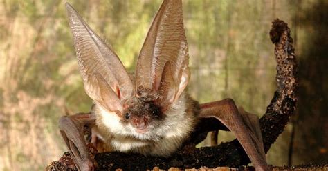 Northern Long-Eared Bats Endangered Because of White-Nose Syndrome