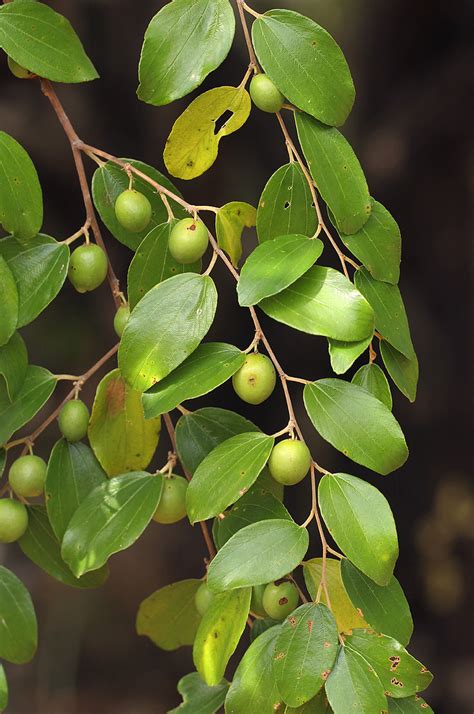 Flora of Zimbabwe: Species information: individual images: Ziziphus mauritiana