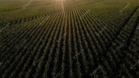 Premium Photo | Green field sweet corn on sunset. satisfied with the ...