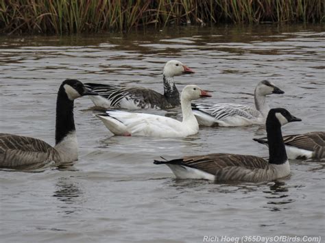 Snow Geese: Blue and White Morphs! | 365 Days of Birds