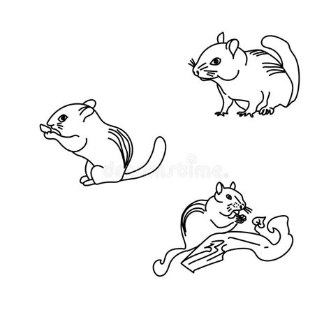 Set of Outline Chipmunk,, Hand Draw Vector Illustration, Cute Animal Line Art Stock Vector ...