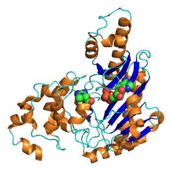 Creatine phosphokinase Structure Of Human Brain, Malignant Hyperthermia, Research Abstract ...