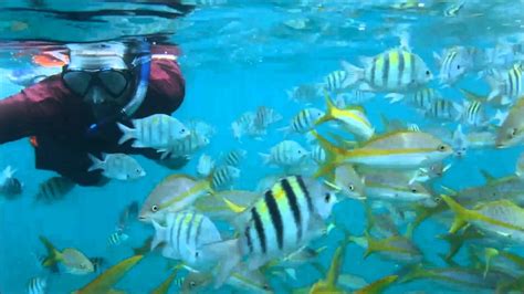 Snorkeling off the coast of Varadero, Cuba - YouTube