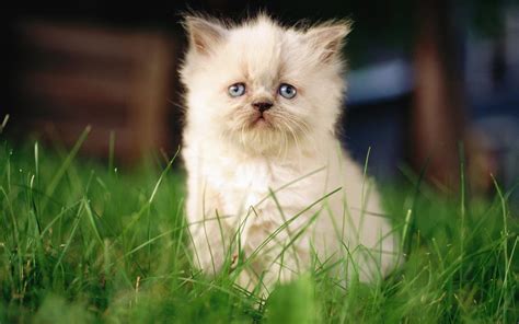 Cute Persian Kitten HD desktop wallpaper : Widescreen : High Definition : Fullscreen