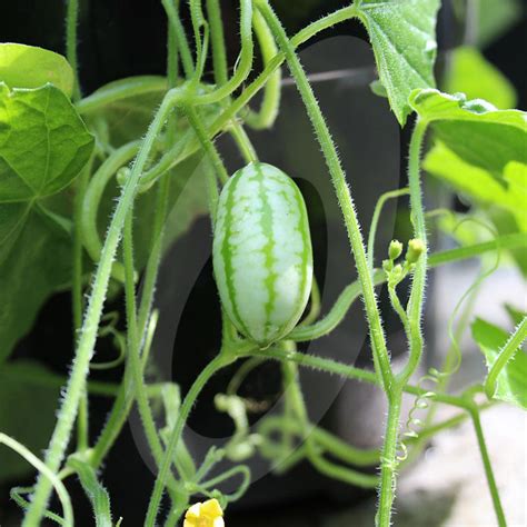 Cucamelon Seeds | Quality Seeds from Sow Seeds Ltd