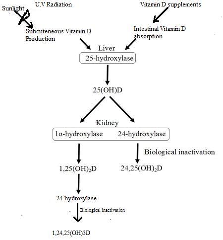 A simplified diagram of vitamin D synthesis and metabolism | Download Scientific Diagram