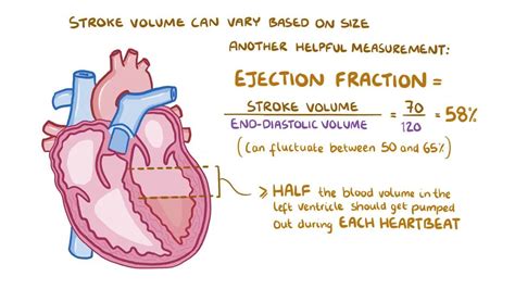 Heart Stroke Volume Definition - Best Design Idea