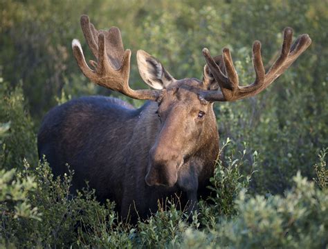 Ontario Changing Moose Hunting Season - North Bay News