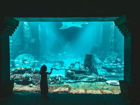 The Dig Aquarium in Atlantis in Nassau - MOST INSTAGRAMMABLE SPOTS IN THE BAHAMAS AND HOW TO ...