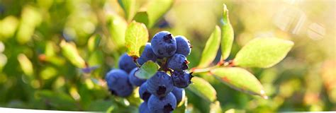 Wild Blueberry Association Research Library Access | Wild Blueberries