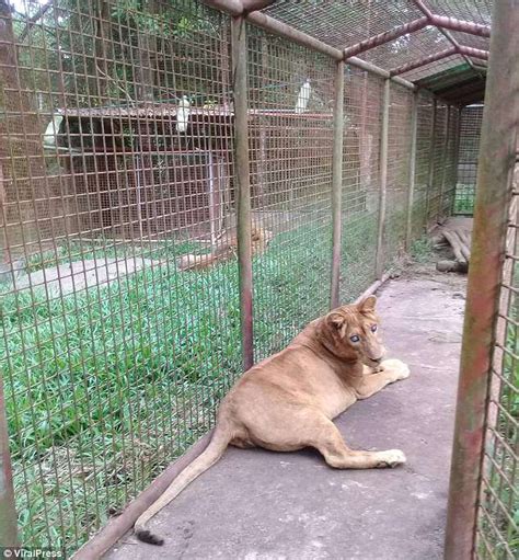 Lyka the Lion in Maasin Zoo | Wild Welfare