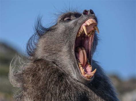 I was attacked by baboons while driving on the highway in South Africa | Business Insider India