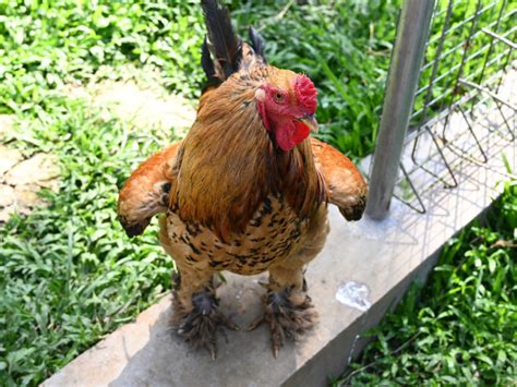 A Comprehensive Guide to Giant Brahma Chickens | Manna Pro