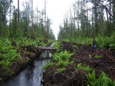 Aceh unveils protected area in beleaguered Tripa peat swamp