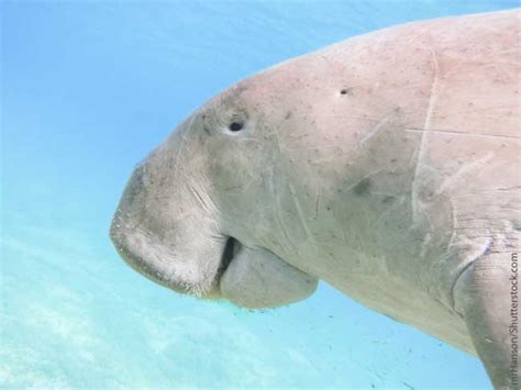 Dugong Facts, Information, Pictures & Video.