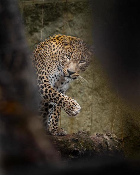 Sri Lankan Leopard 2440934 Stock Photo at Vecteezy