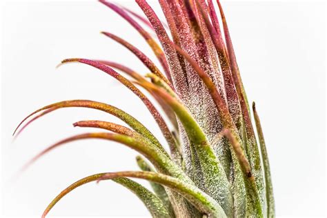 Tillandsia Ionantha Care: How to Grow & Care for the Air Plant