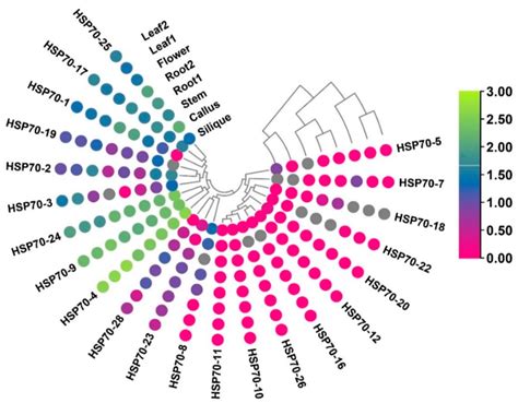 Cells | Free Full-Text | HSP70 Gene Family in Brassica rapa: Genome-Wide Identification ...