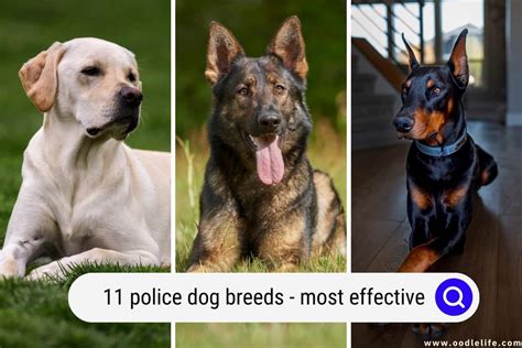 11 Police Dog Breeds (with Photos) - Most Effective - OodleLife®