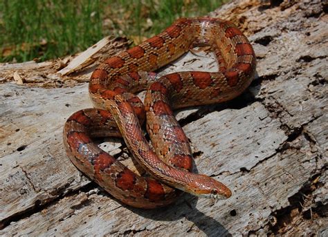 Red Rat Snake (Corn Snake) | Florida Backyard Snakes