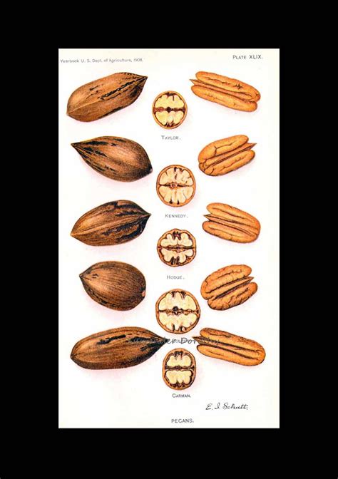 Pecan Varieties 1908 USDA Field Trial Botanical Illustrati… | Flickr