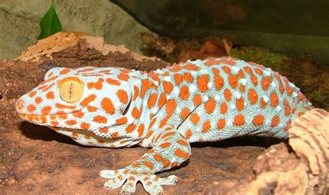 Illicit trade of Tokay Gecko: Illicit trading of Tokay Gecko in Philippines