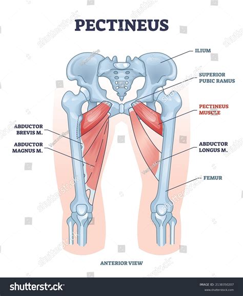 Hip Abductors Muscles Photos and Images | Shutterstock