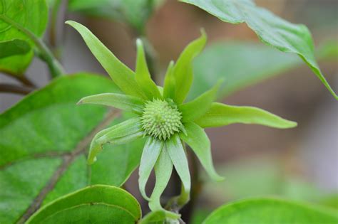 Sampangi Flower Wikipedia In Telugu | Best Flower Site