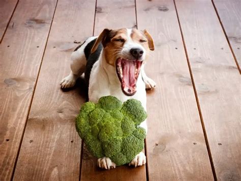 Can Dogs Eat Broccoli? - Canine HQ