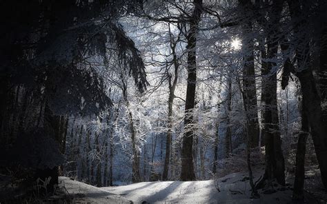 Snowy Dark Forest background HD wallpaper | Pxfuel