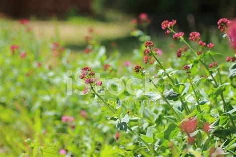 Valerian Flower Stock Photo | Royalty-Free | FreeImages