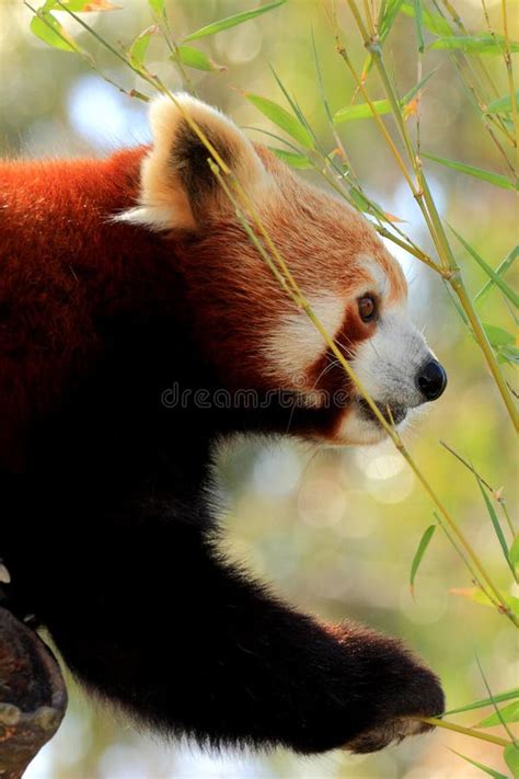 Red Panda eating stock image. Image of cute, tail, rare - 53848817